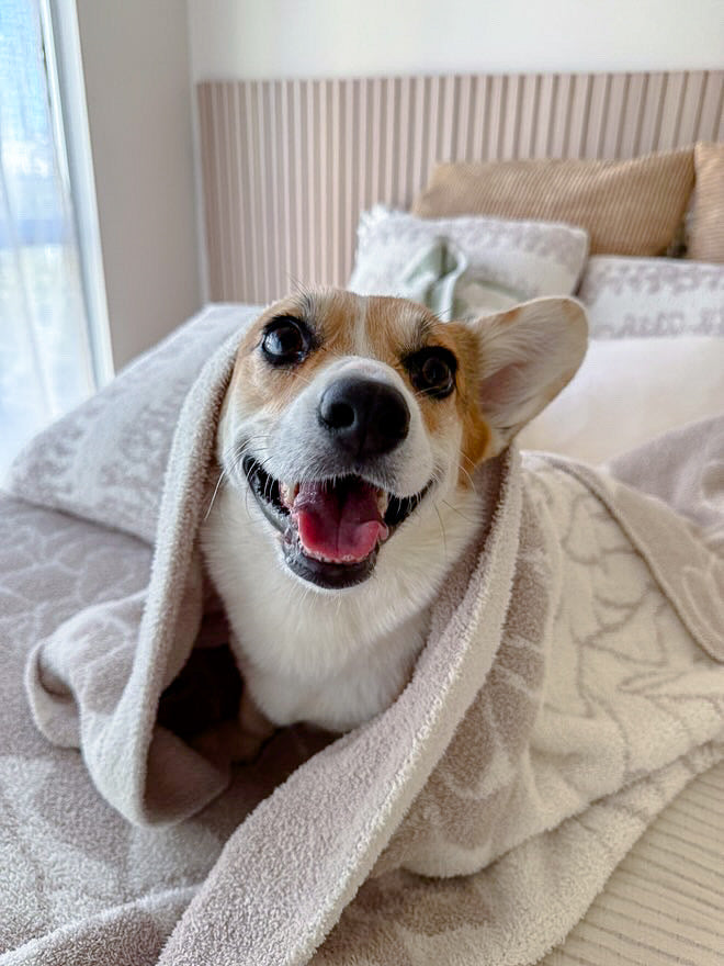 Dog Blanket product image 9