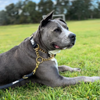 Martingale Dog Collar product image 3