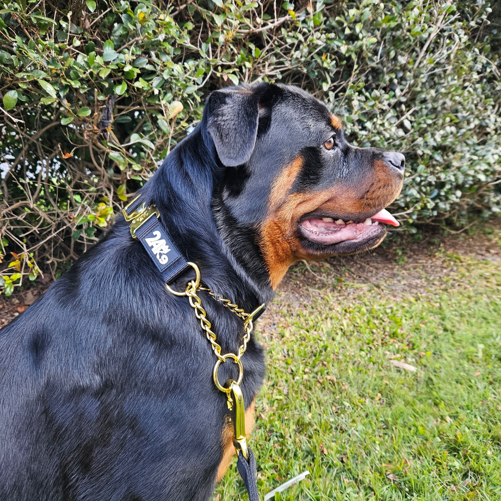 Martingale Dog Collar product image 4
