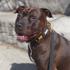 Martingale Dog Collar product image 5