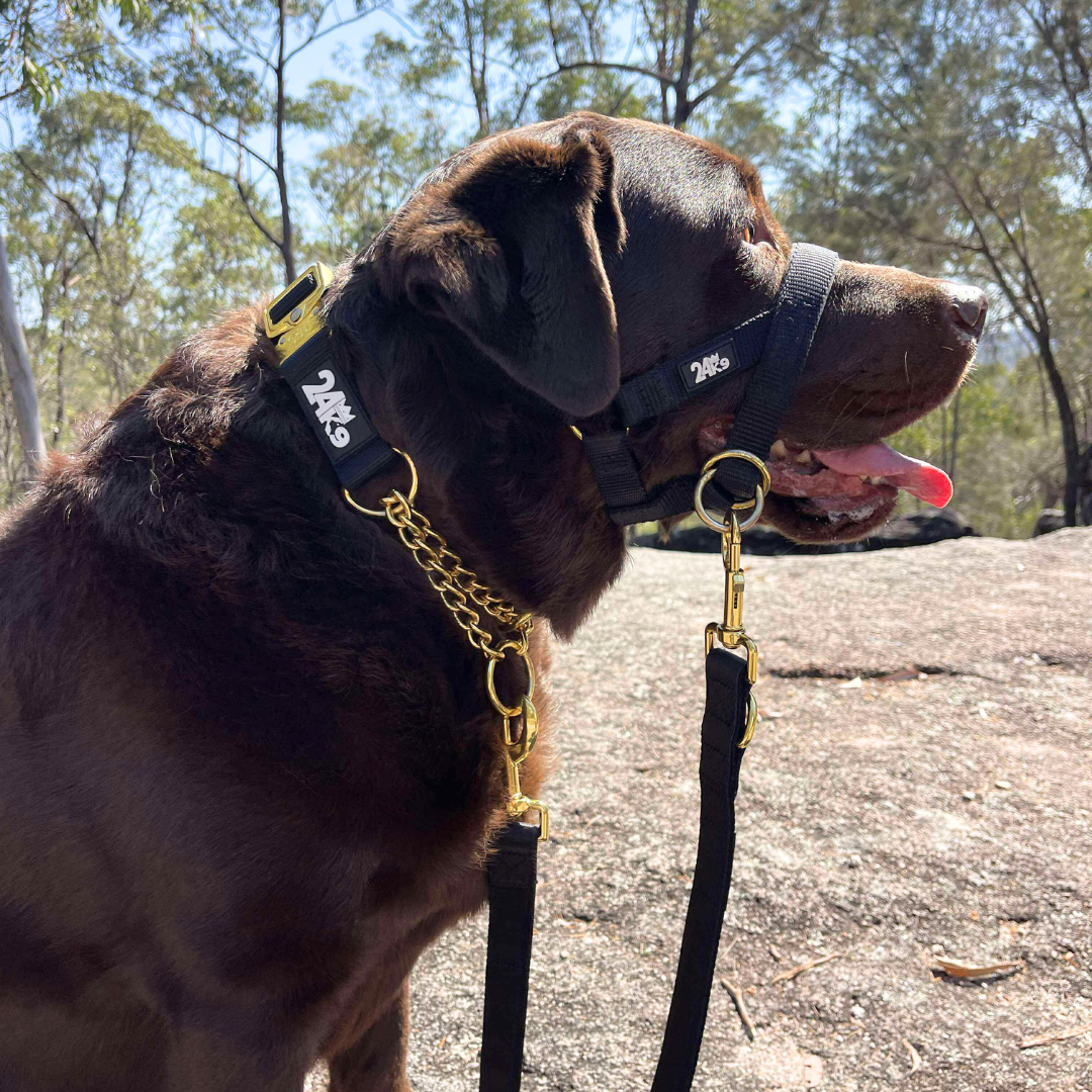 Martingale Dog Collar product image 6