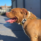 Martingale Dog Collar product image 7