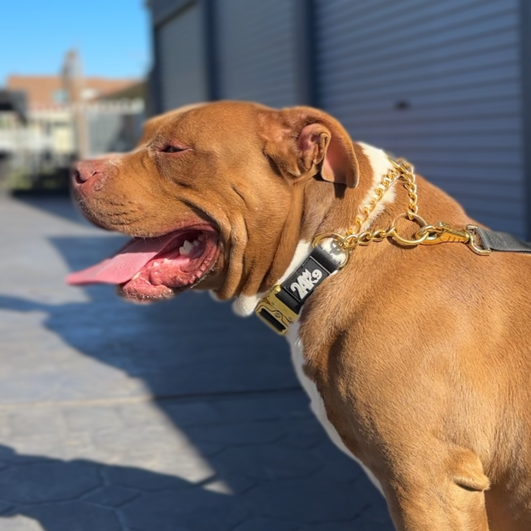 Martingale Dog Collar product image 7