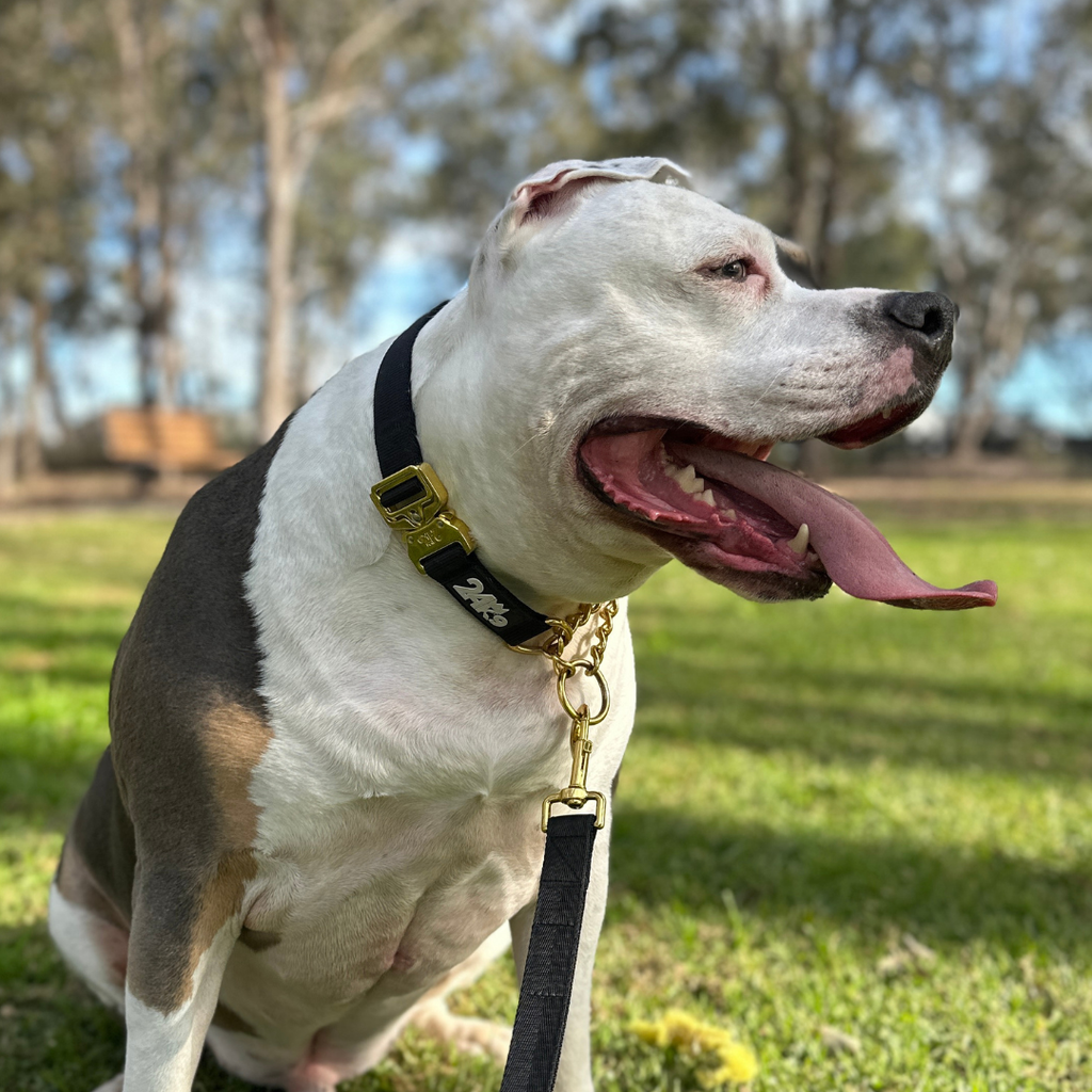 Martingale Dog Collar product image 8