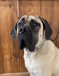 Dog Training Collar product image 3