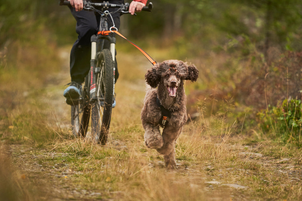 Dog Pulling Harness product image 7