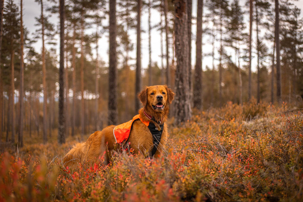 Hunting Dog Vest product image 7