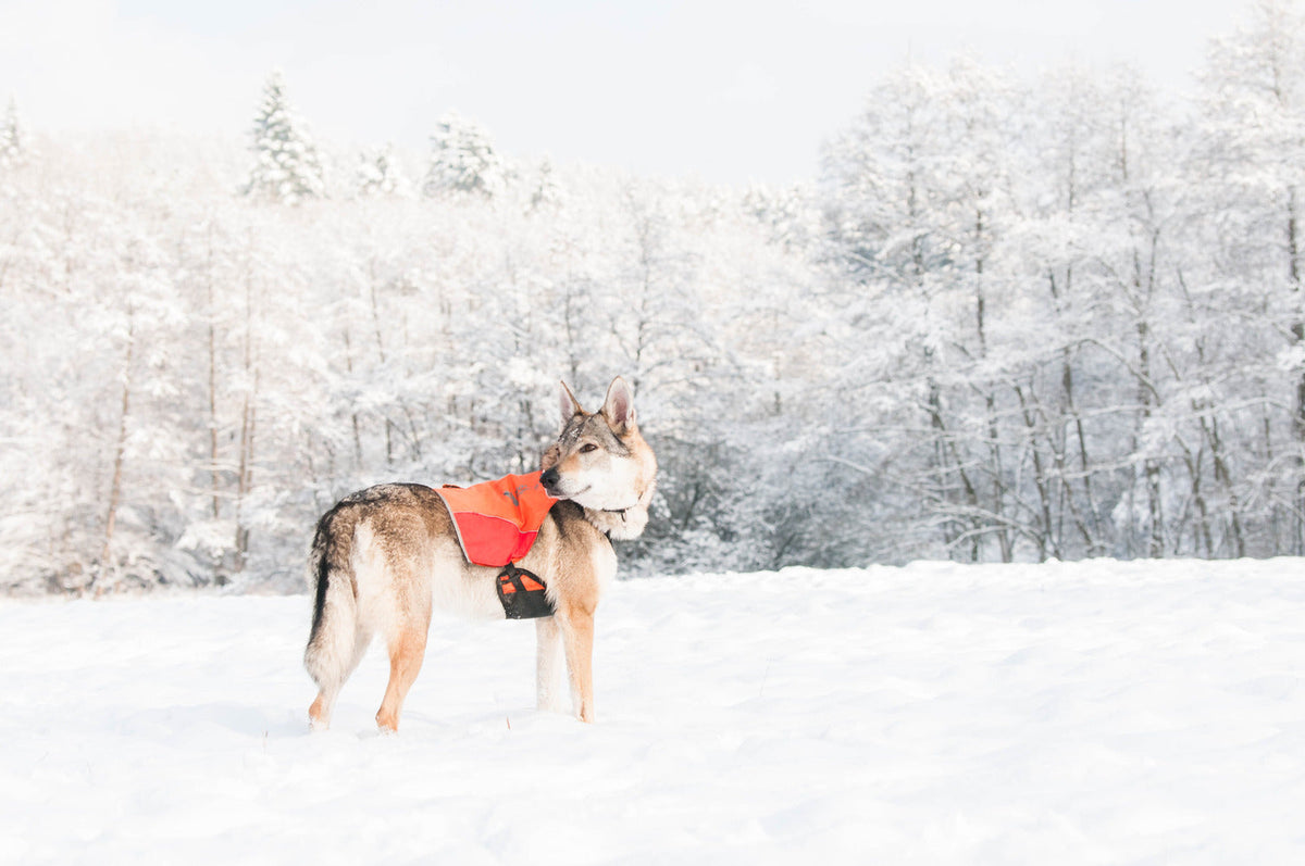 Hunting Dog Vest product image 8