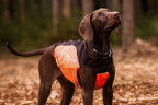 Dog Collar product image 2