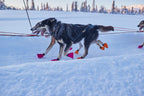 Dog Collar product image 4