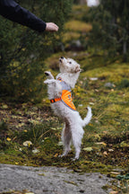 Reflective Dog Blanket product image 9