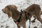 Dog Leash product image 2