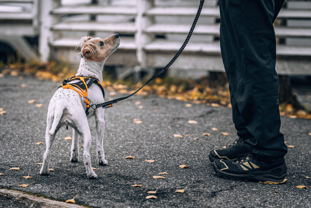 Elastic Dog Leash product image 7