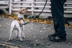 Elastic Dog Leash product image 7