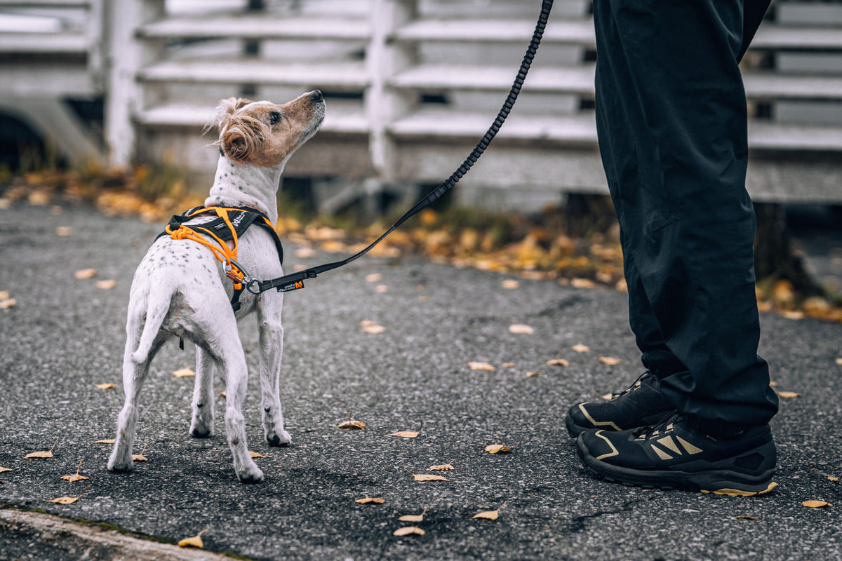Elastic Dog Leash product image 7