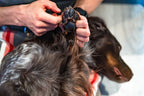 Dog Paw Ointment product image 5