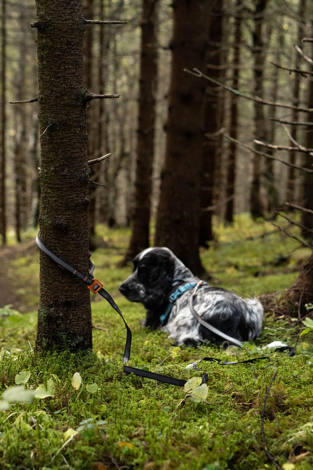 Hands-Free Dog Leash product image 6