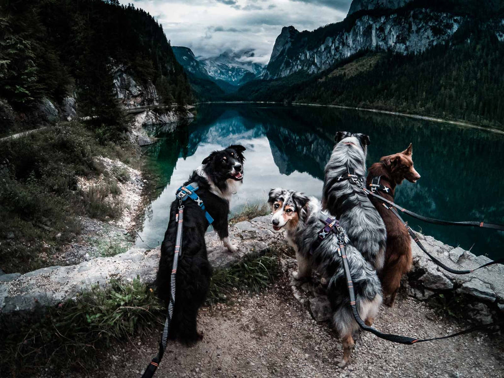 Hands-Free Dog Leash product image 8