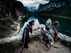 Hands-Free Dog Leash product image 8