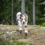 Dog Booties product image 5