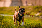 Dog Harness product image 2