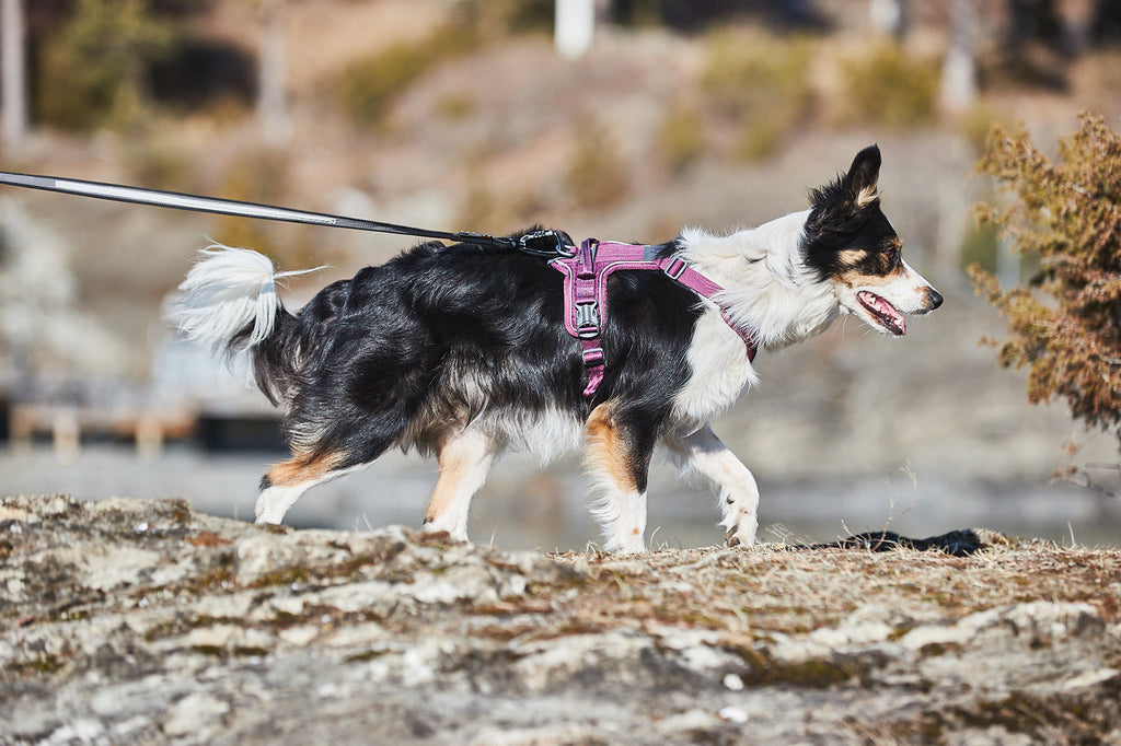 Dog Harness product image 6
