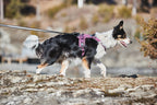 Dog Harness product image 6