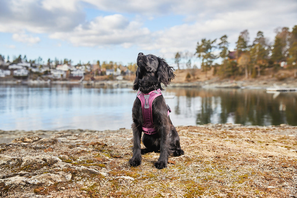 Dog Harness product image 7