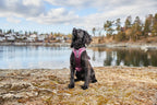 Dog Harness product image 7