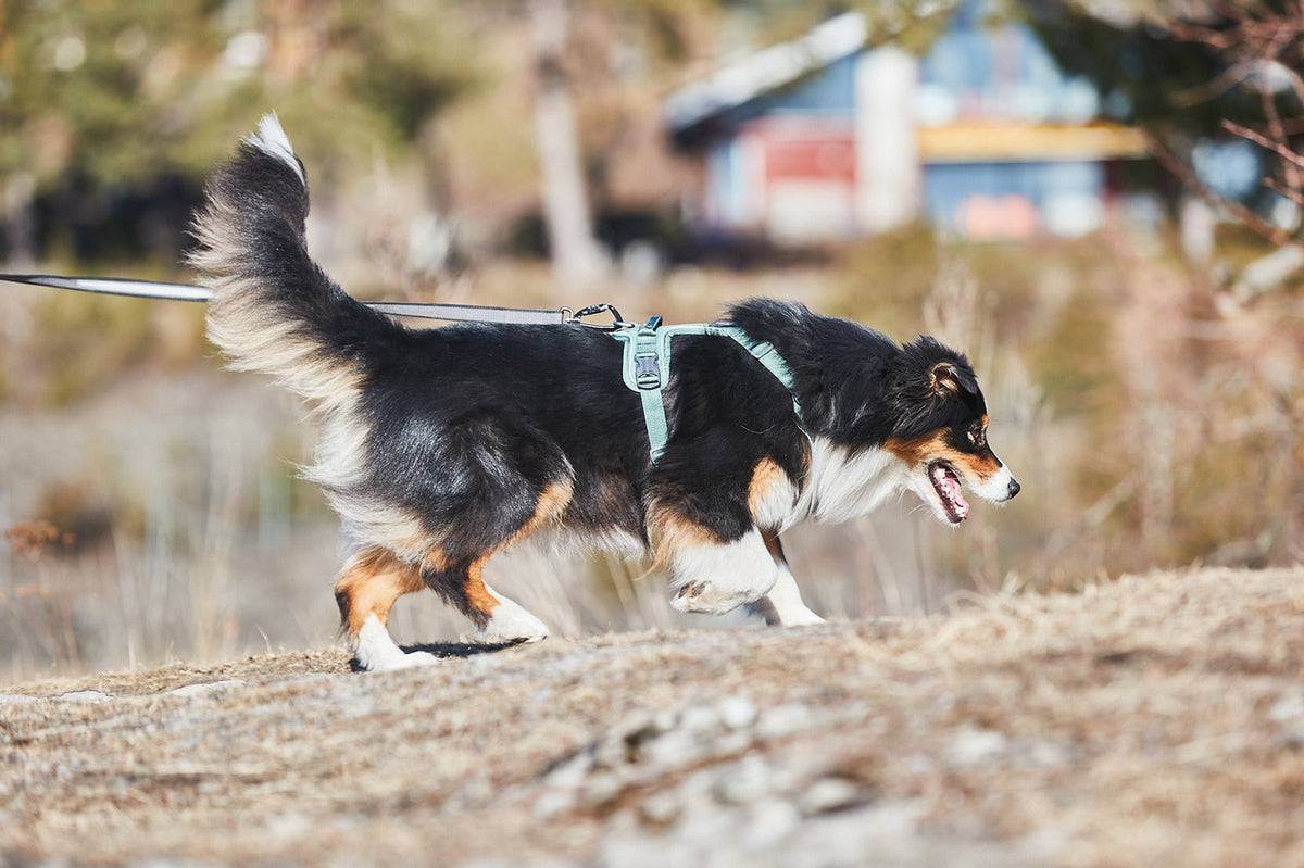 Dog Harness product image 9