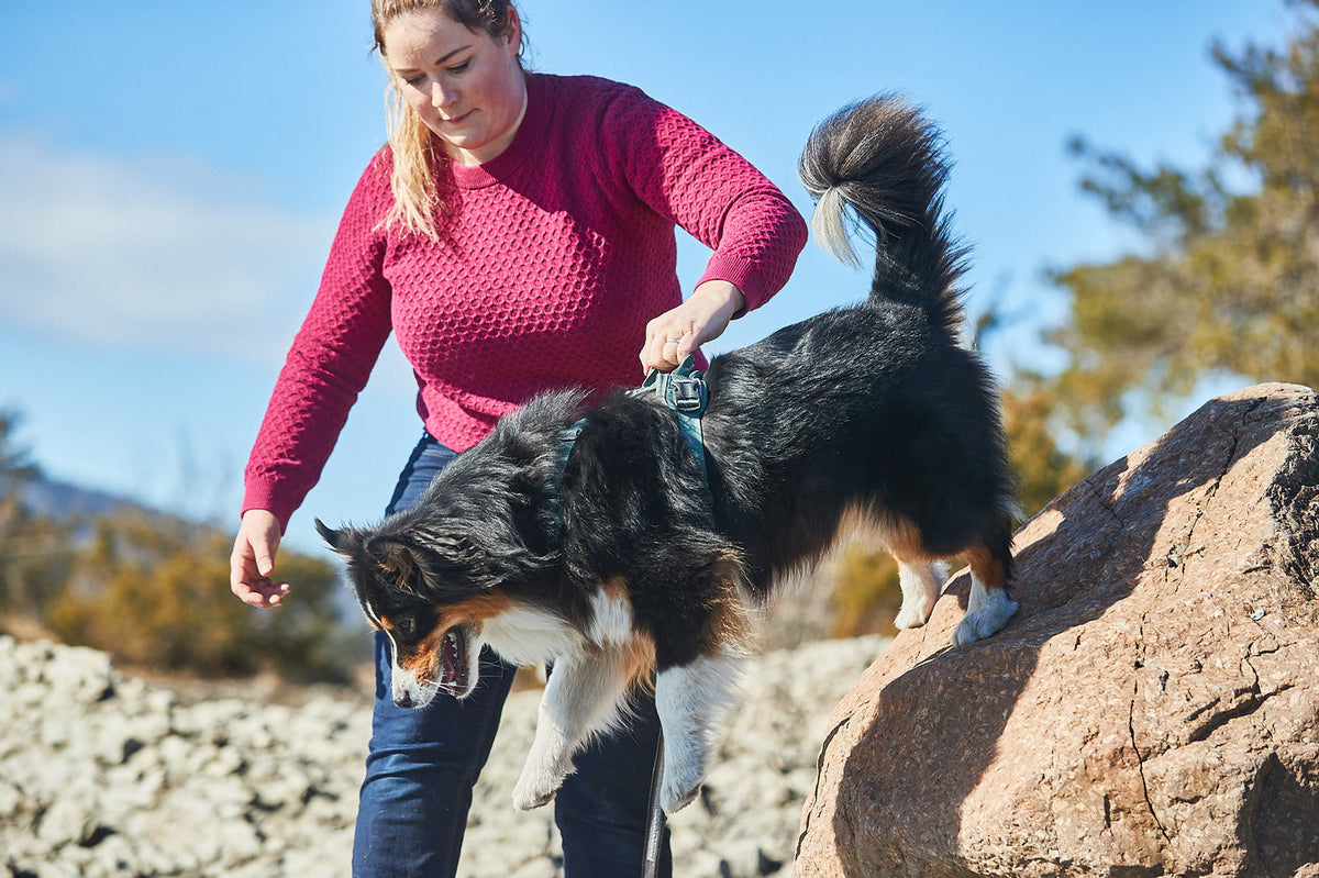 Dog Harness product image 10