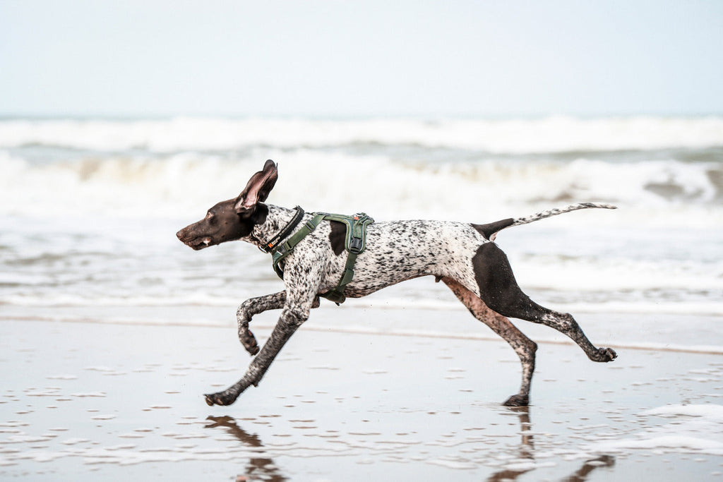 Dog Harness product image 11