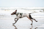 Dog Harness product image 11