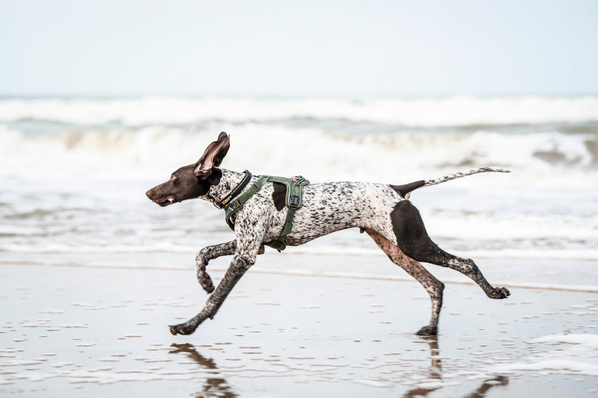 Dog Harness product image 11