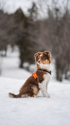 Dog Harness product image 12