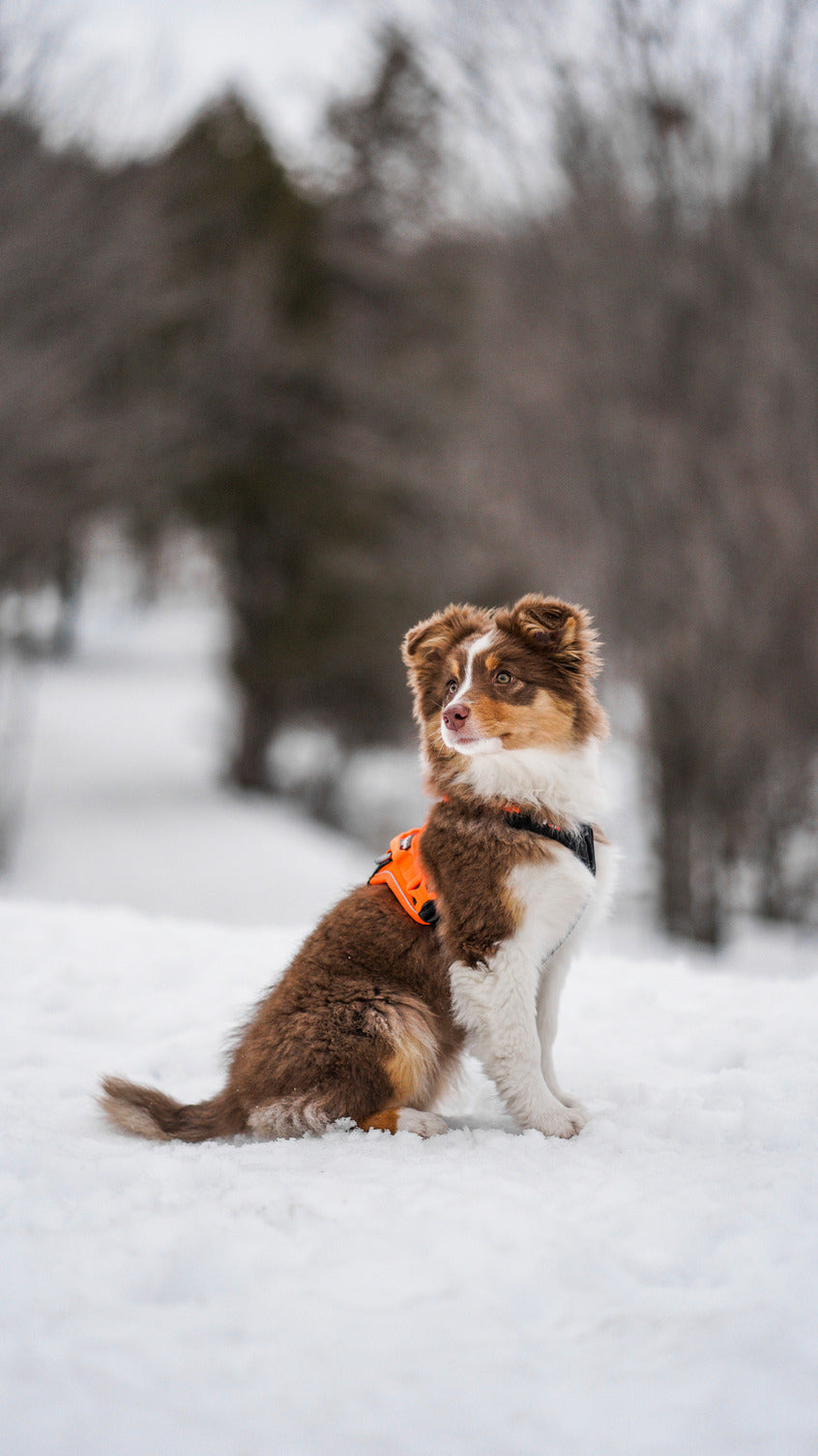 Dog Harness product image 12