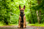 Dog Harness product image 13