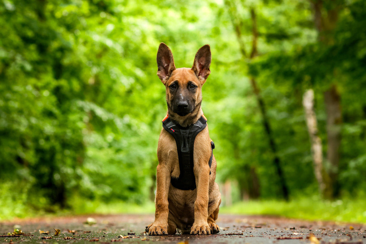 Dog Harness product image 13