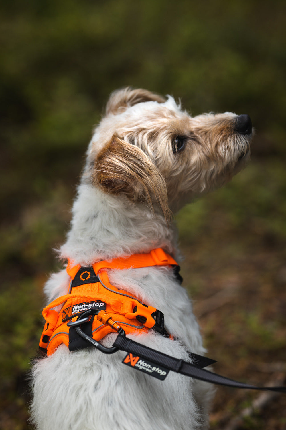 Dog Harness product image 15