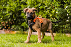 Dog Harness product image 17