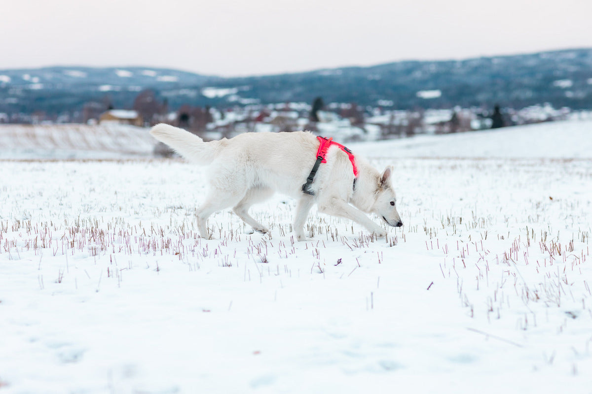 Dog Harness product image 18