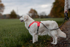 Dog Harness product image 20