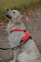 Dog Harness product image 21