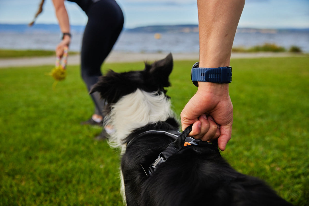 Dog Harness product image 2