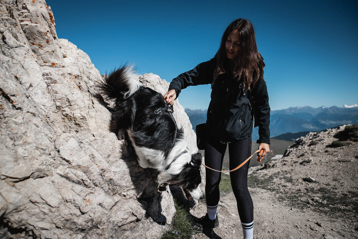 Dog Harness product image 3