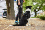 Dog Harness product image 5