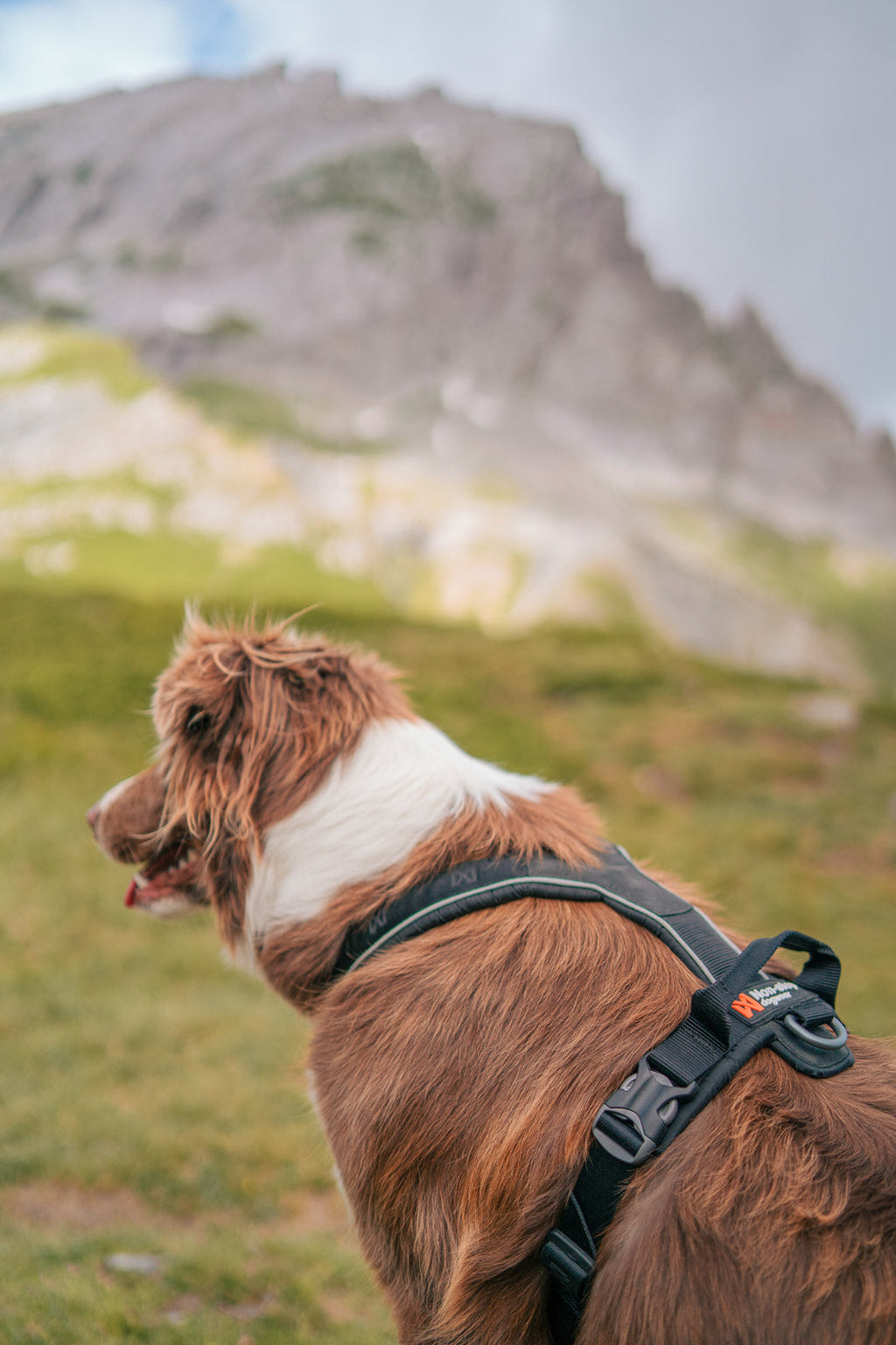 Dog Harness product image 6