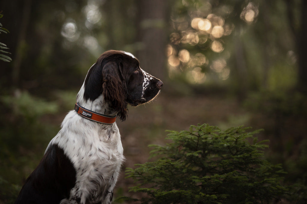 Reflective Dog Collar product image 2
