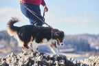 Reflective Dog Collar product image 4