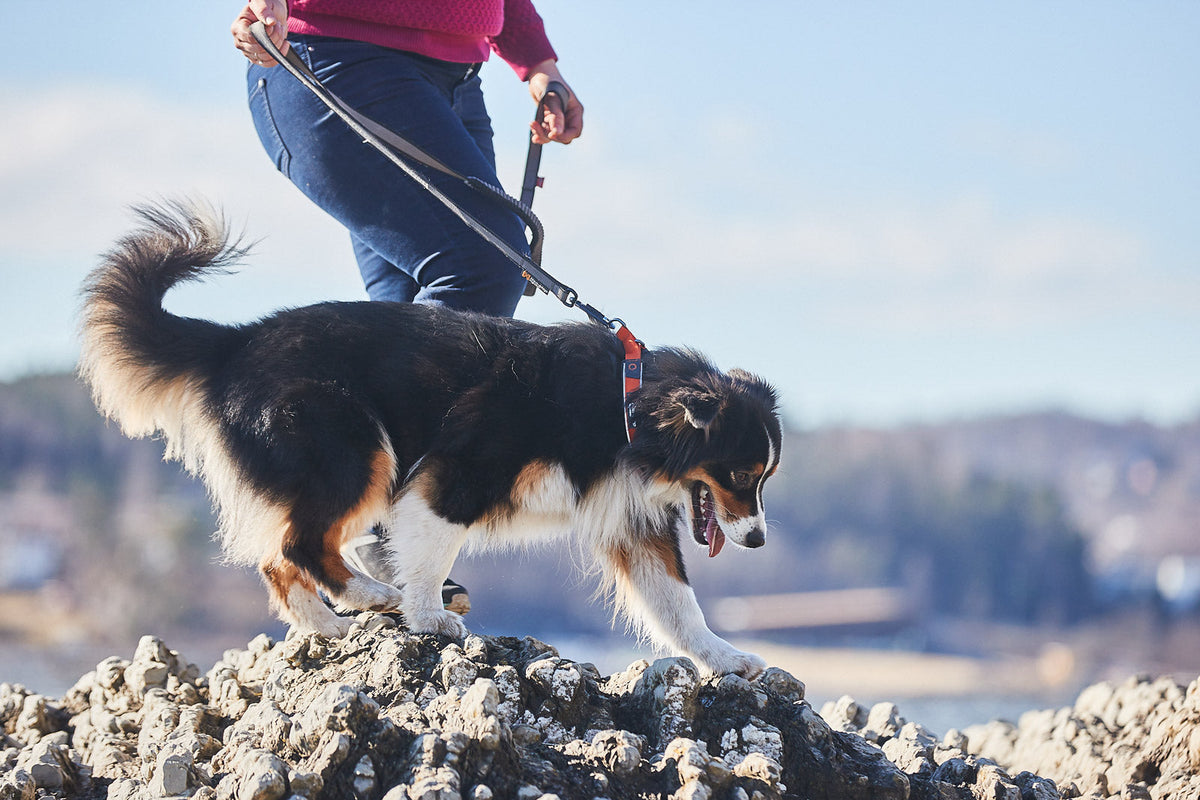 Reflective Dog Collar product image 4